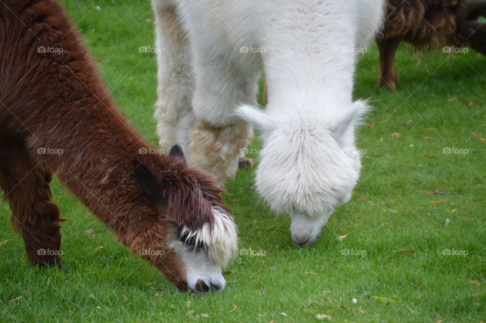 Lamas Eating Grass