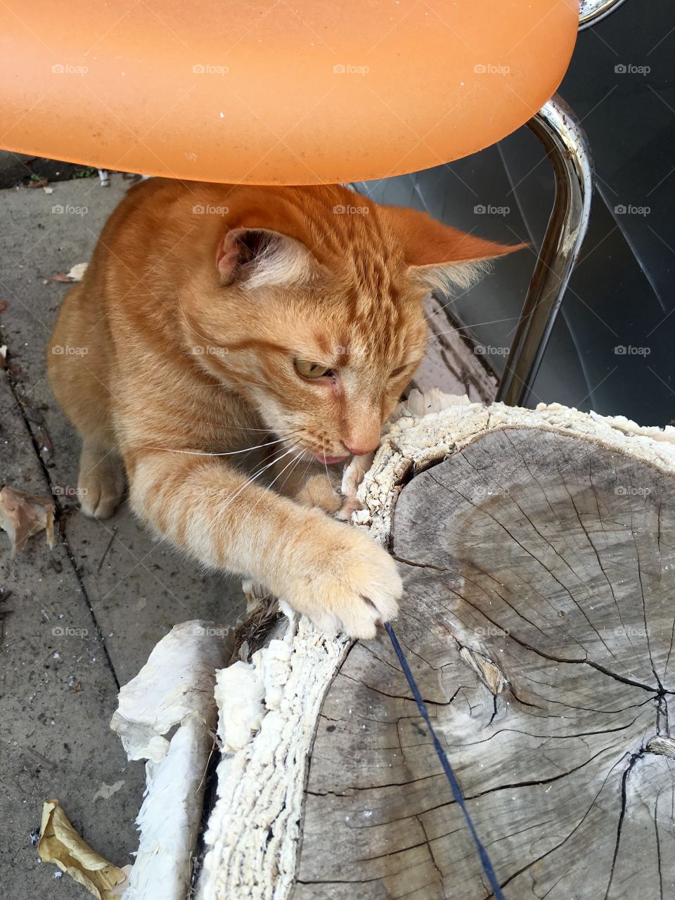 Portrait, Mammal, Cute, Cat, Animal