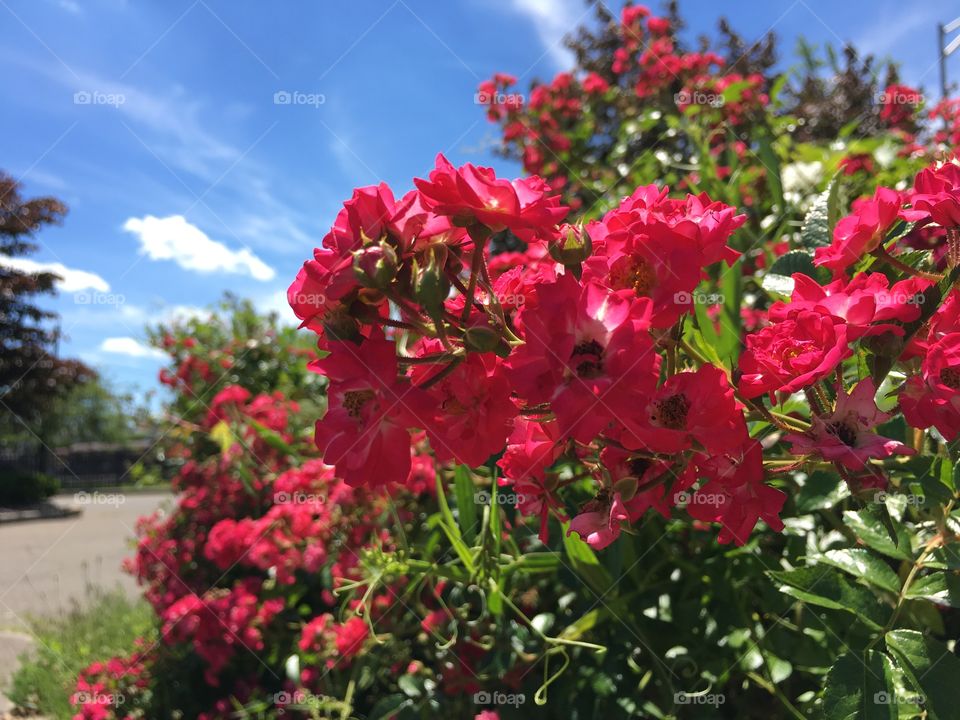 Tiny red roses against blue sky