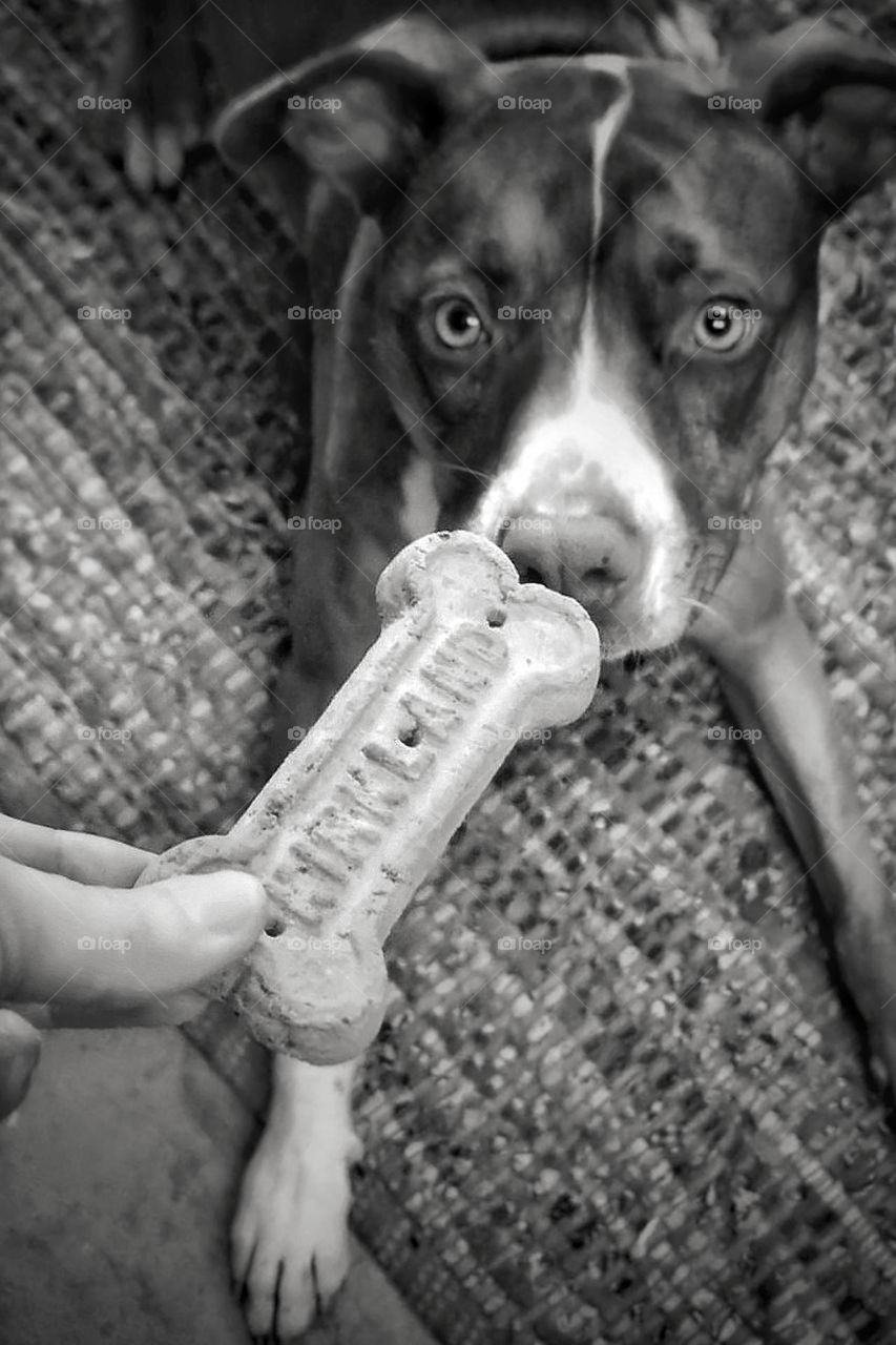 Olive 🐶 waiting longingly & patiently for her favorite dog 🦴 Biscuit in Black🖤White