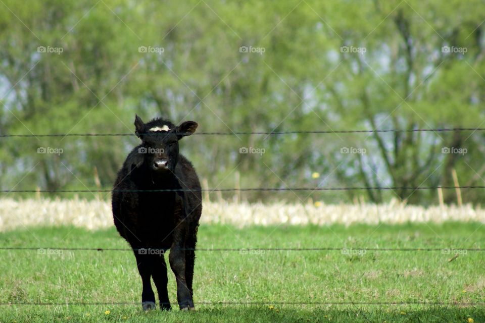 Young feeder yearling standing in a pasture behind a wire fence against a blurred rural background in early spring 
