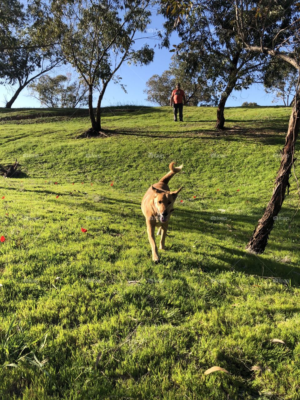 Happy Simba running around the fields ❤️