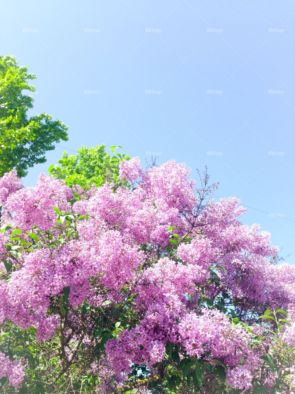 lilacs and blue skies