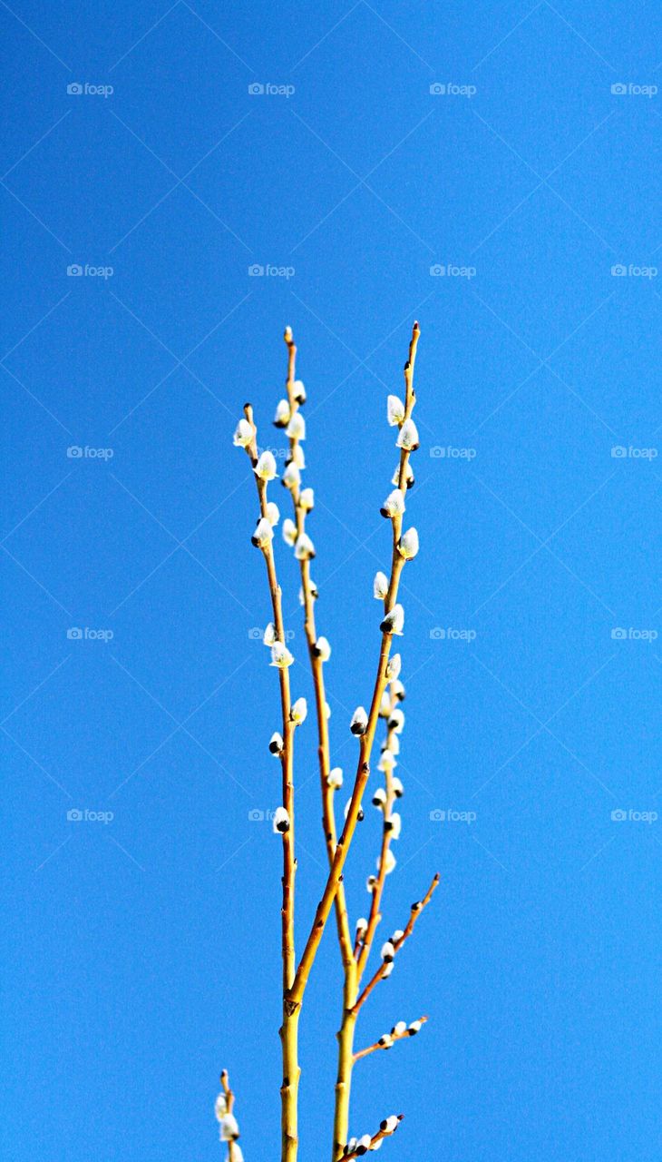 Willow branch