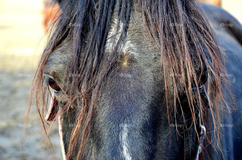 Portrait of the horse
