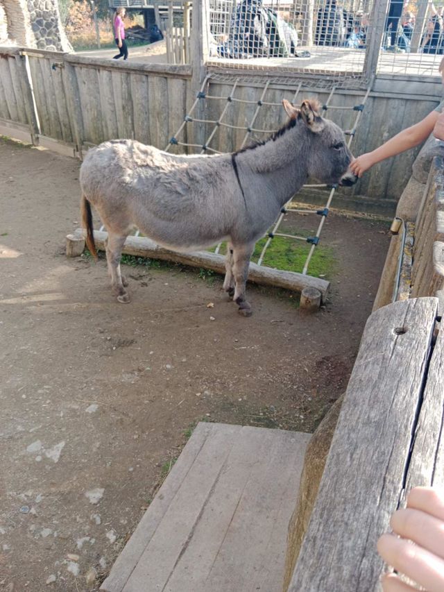 Donkey