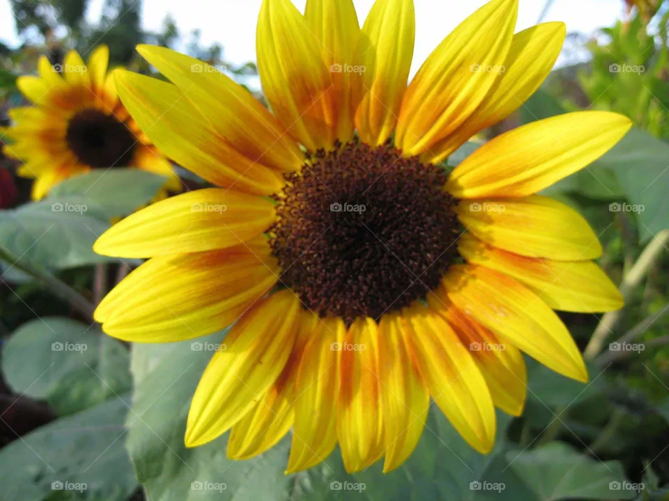 flower