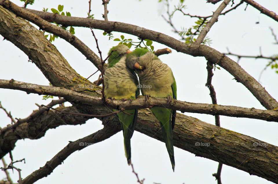 parakeets in love
