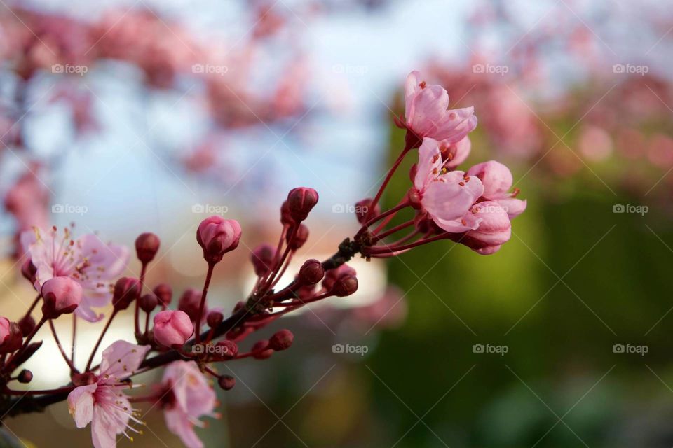cherry tree blooming spring