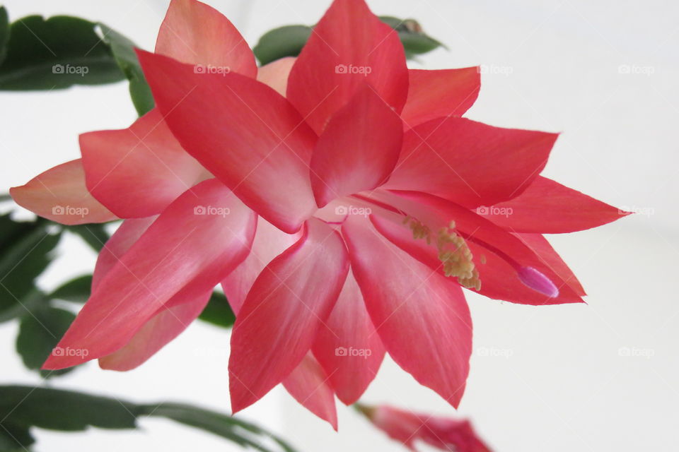 Christmas cactus