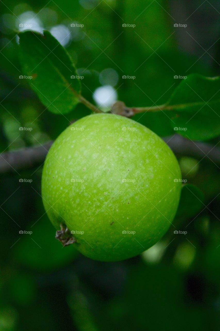 Apple. Apple growing on tree. 
