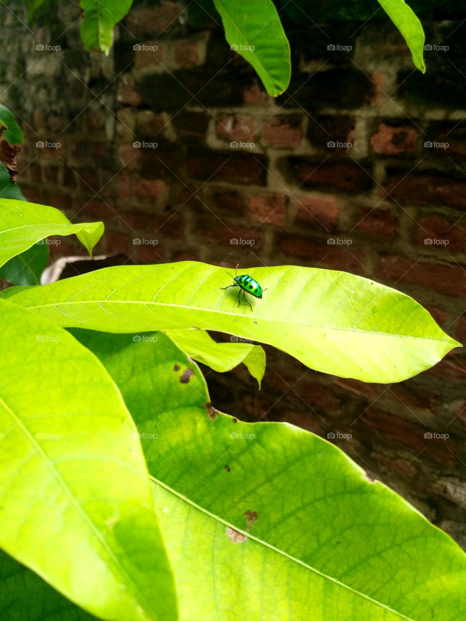 Beautiful caterpillar