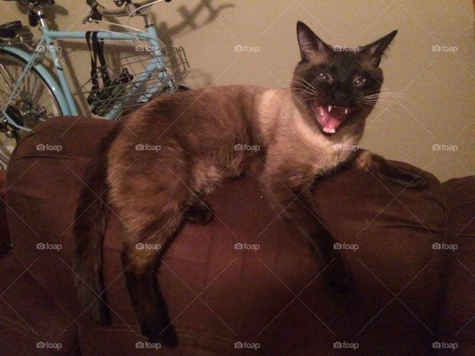 My cat crying on top of couch