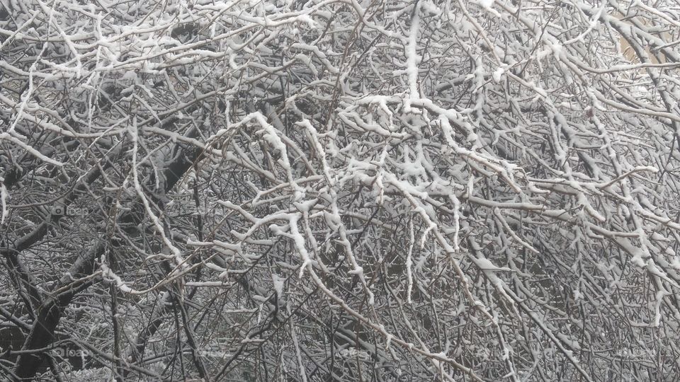 Tree Ice
