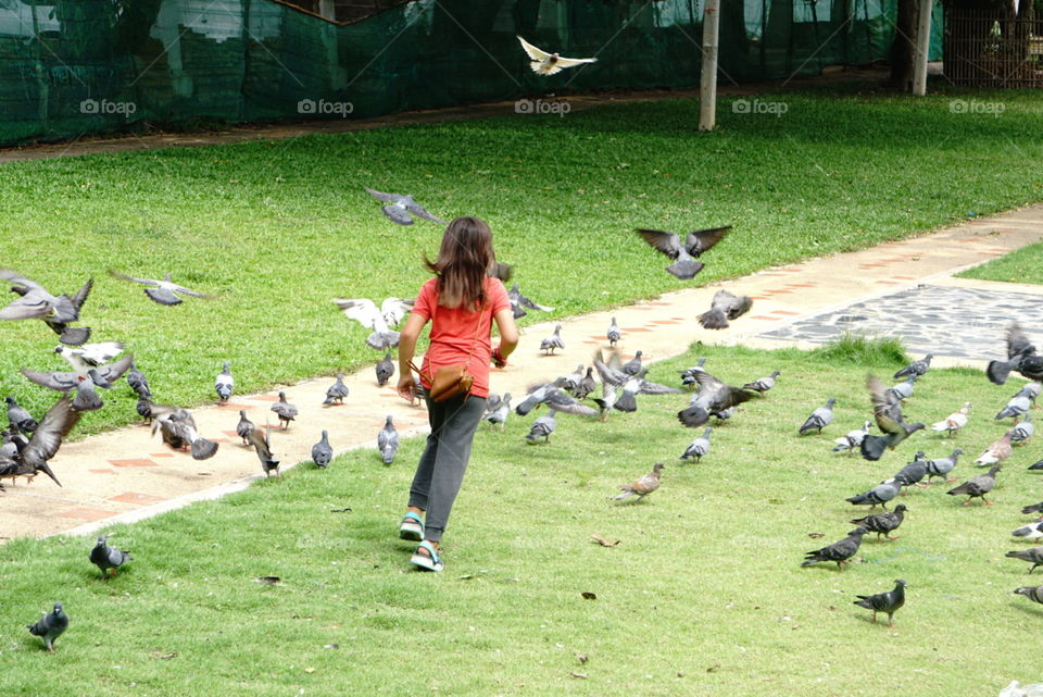 A kid chasing wild  pigeons