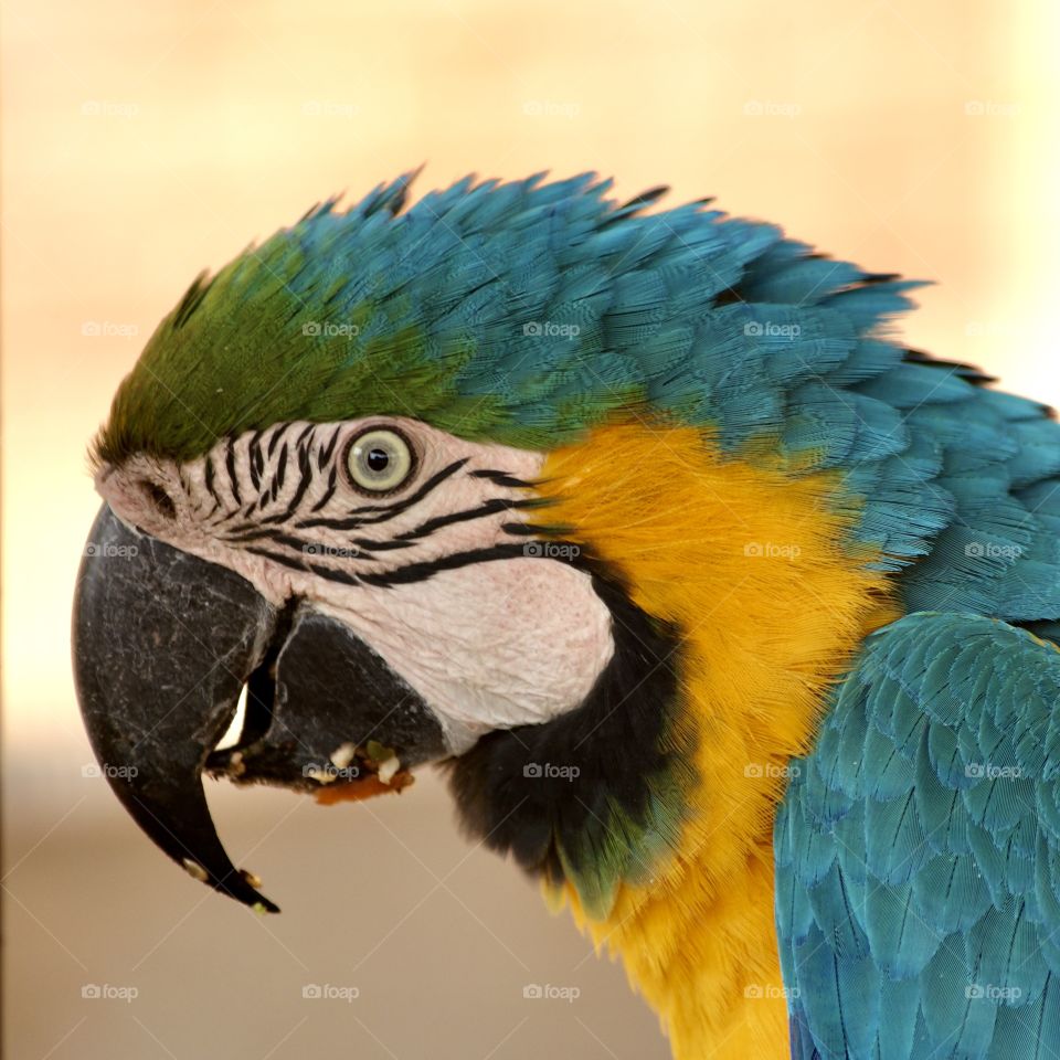 Close up of a blue and gold macaw 