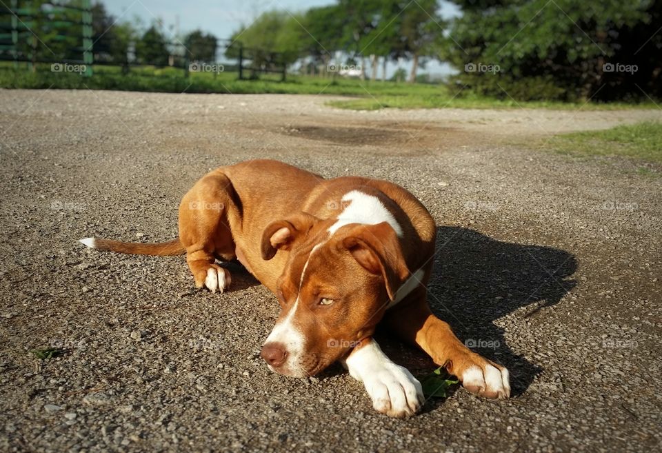 Catahoula Pit Bull cross mix bread Puppy dog waiting on a country gravel drive patiently