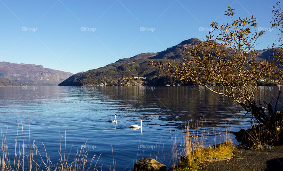 Swans in the fjord. 