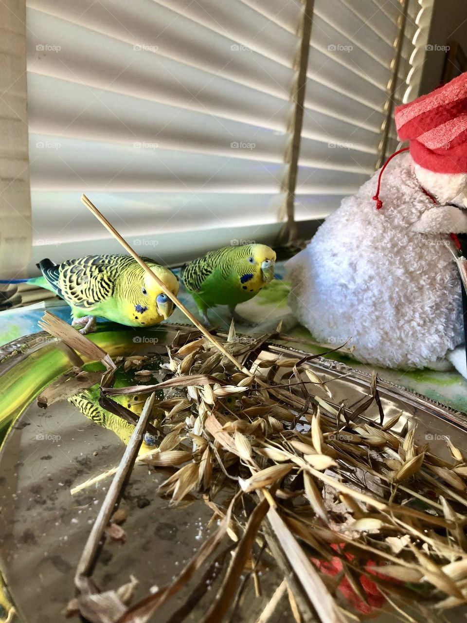 Family pets Kiwi and Coco 