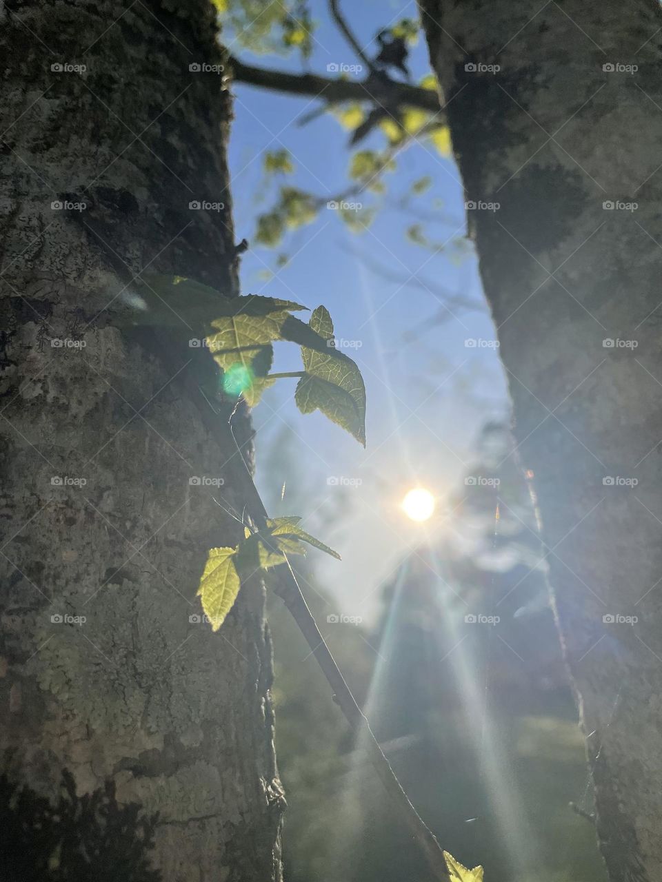 Glowing in the sunlight. 