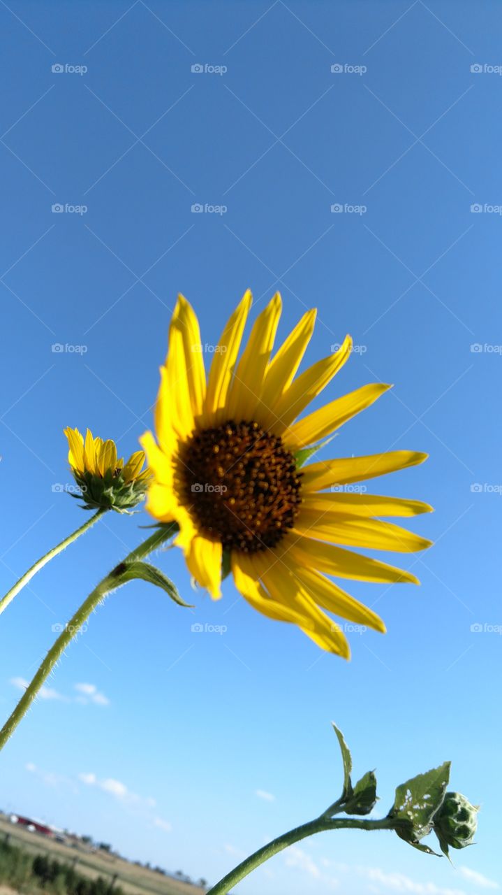 sunflower's