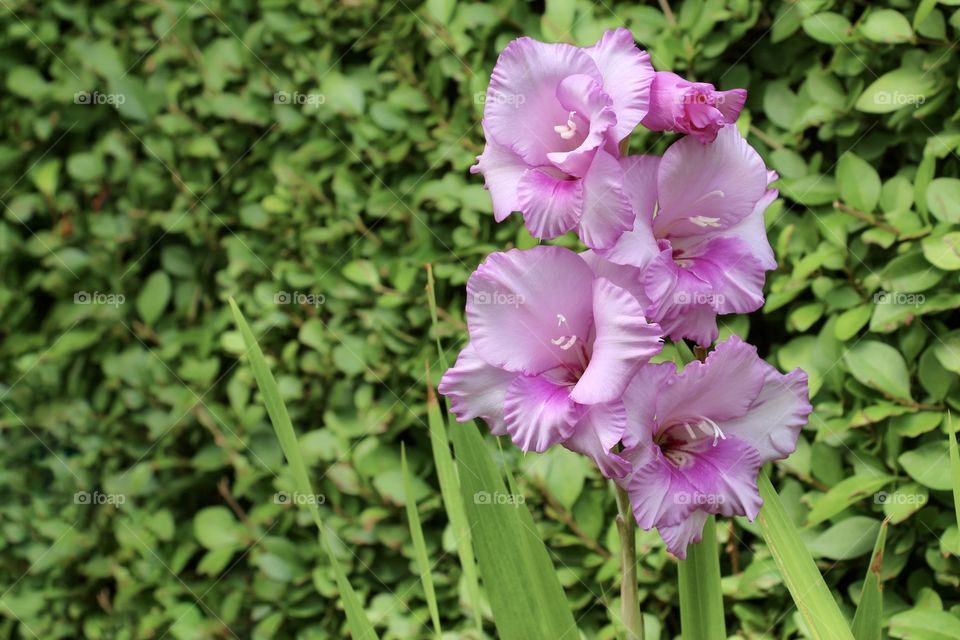 Beautiful pink gladiolus flower in the garden