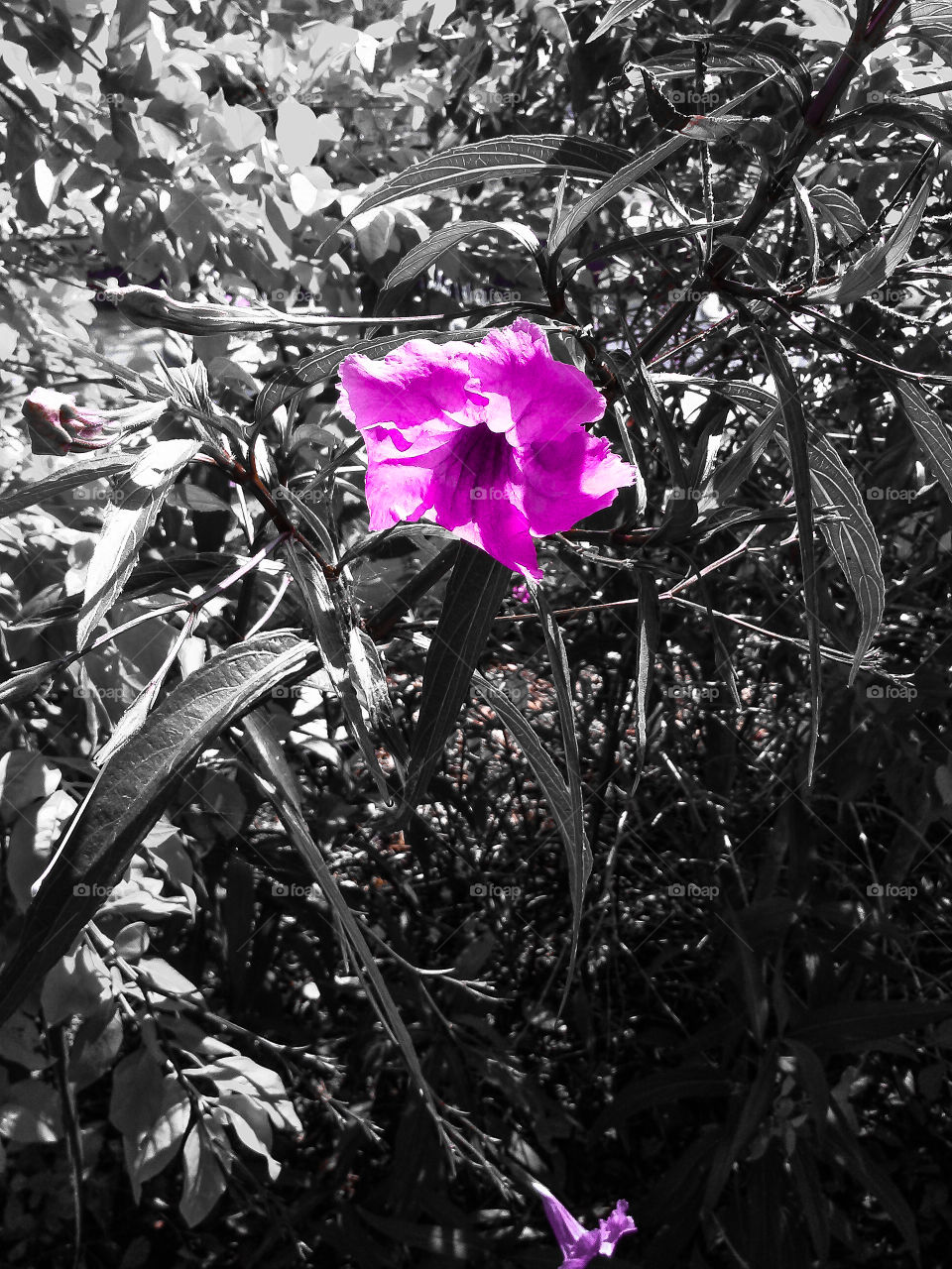 Purple pop flower
