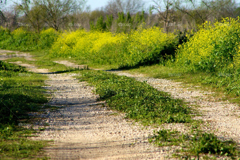 landscape flowers yellow path by avphoto