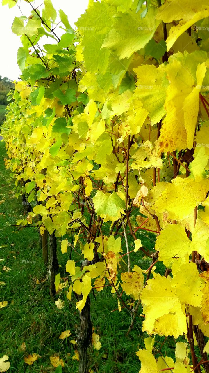 vineyards Luxembourg