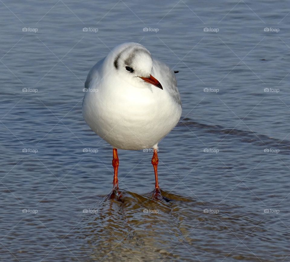 Seagull 