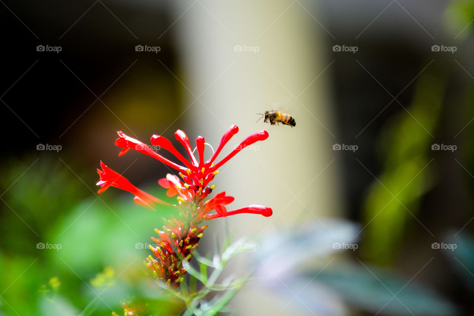 bee flying near  the flower.