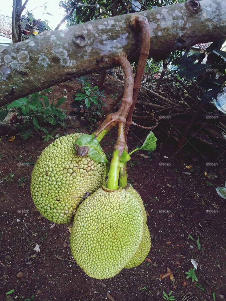 Jackfruit is the name of a type of tree, as well as its fruit. Jackfruit tree belongs to the Moraceae tribe; its scientific name is Artocarpus heterophyllus