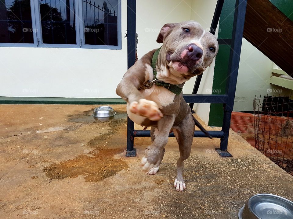 The cutest pets in the world