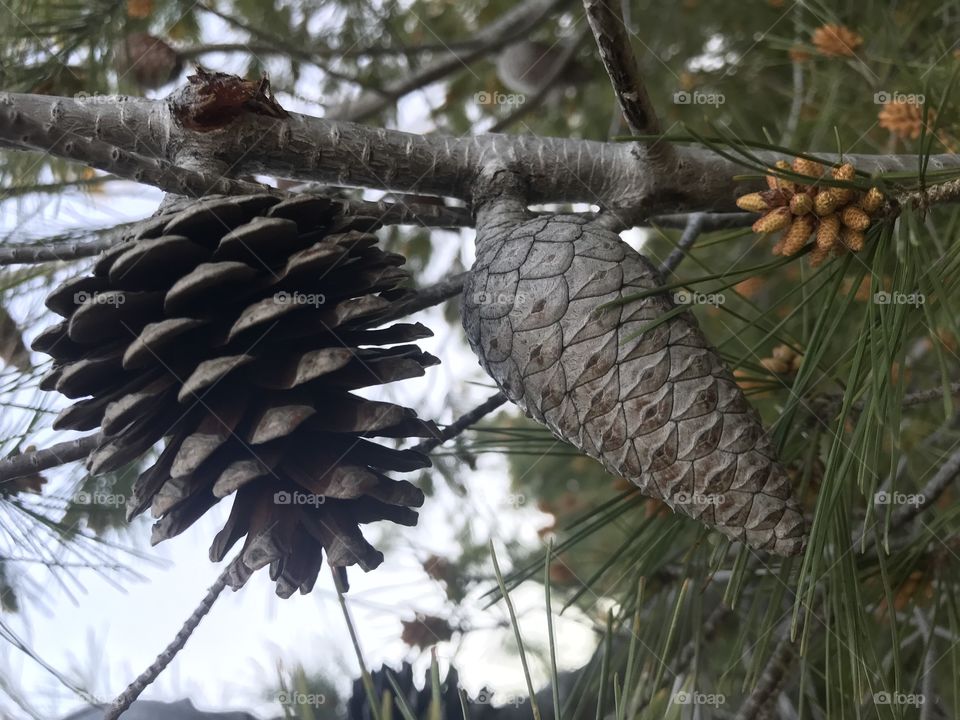 The 3 stages of Pinecones
