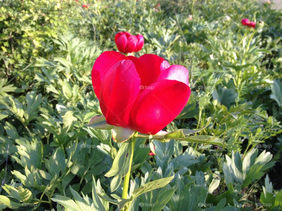 Tulip closeup. Tulip closeup
