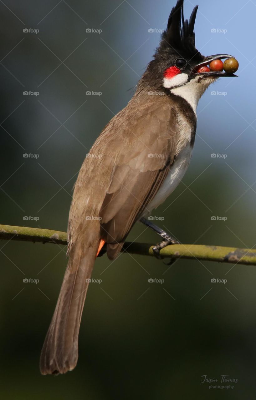 Bulbul