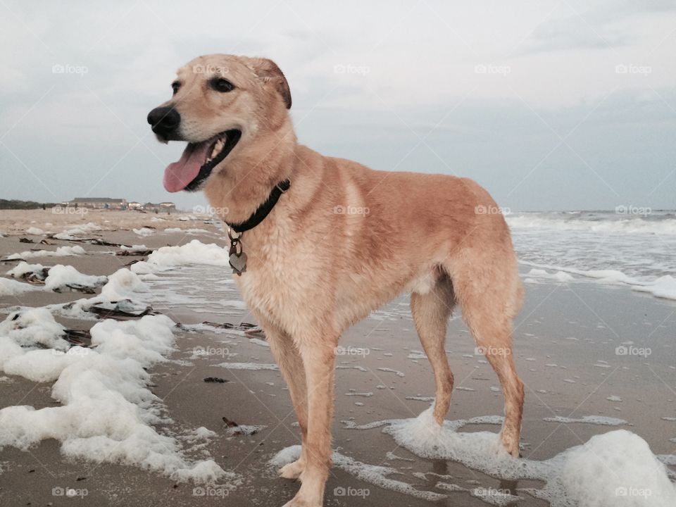 My rescue dog. Yellow Labrador / German Shepard mix. Loves the water and spending time outdoors. 