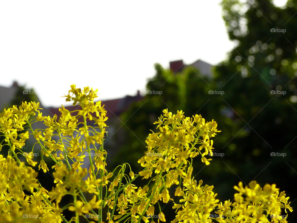 Tiny yellow flowers growing on plant in Berlin, Germany.