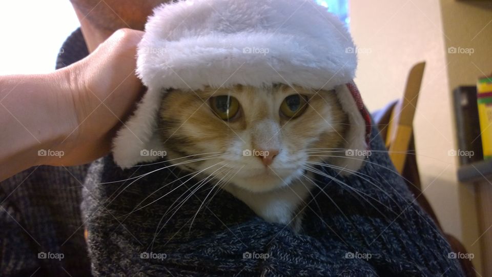 Cat wearing Minnesota hat