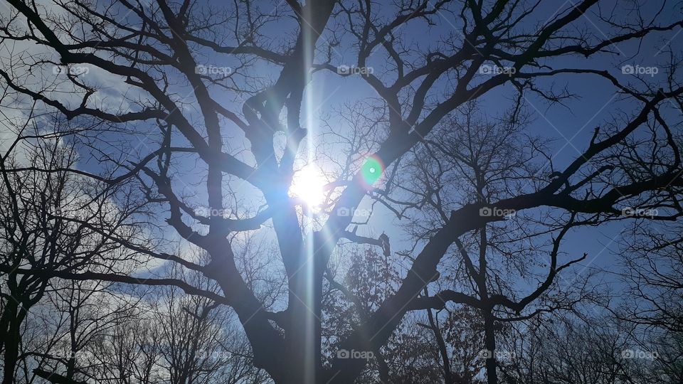 Sunbeams and Branches