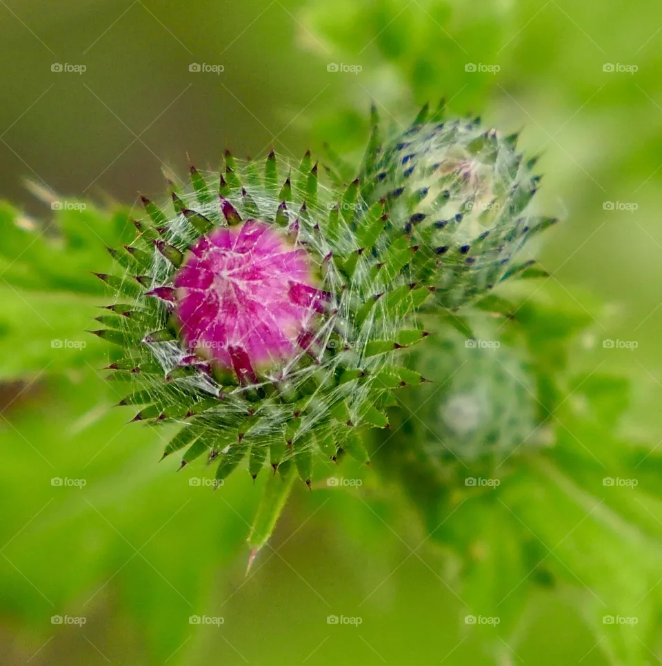 🌸