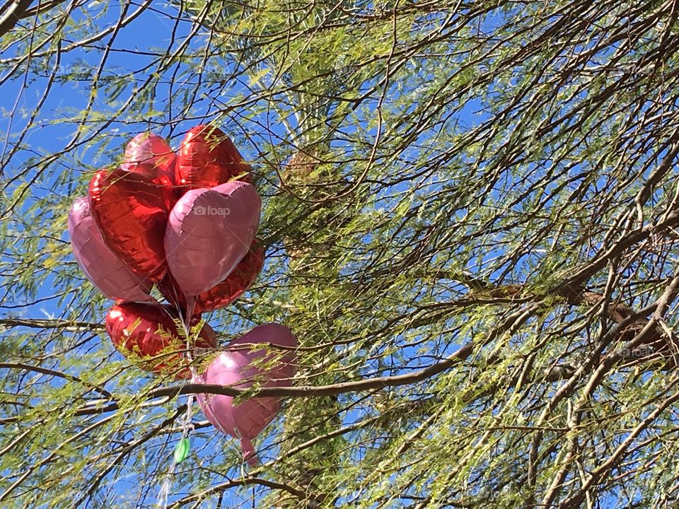 Heart balloons caught up in a tree.