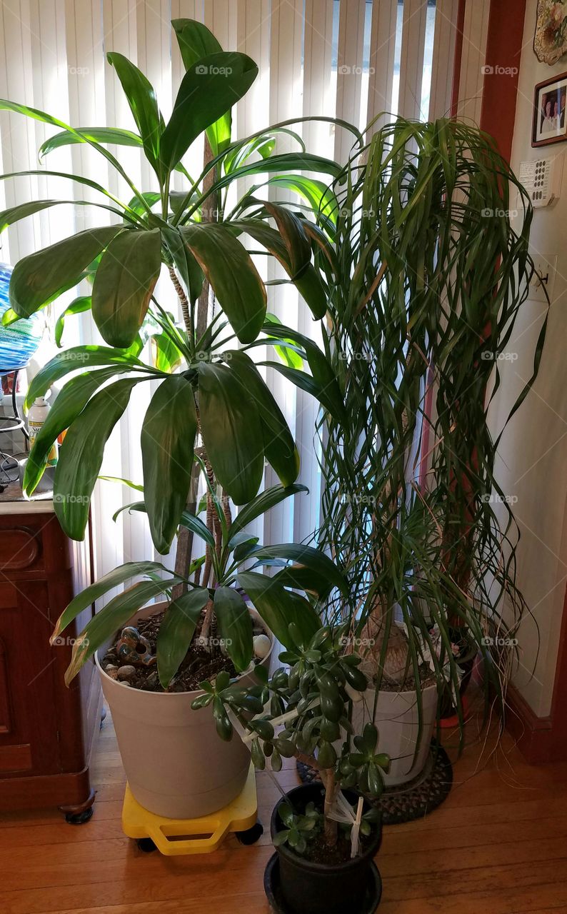 Group of Leafy Potted Plants