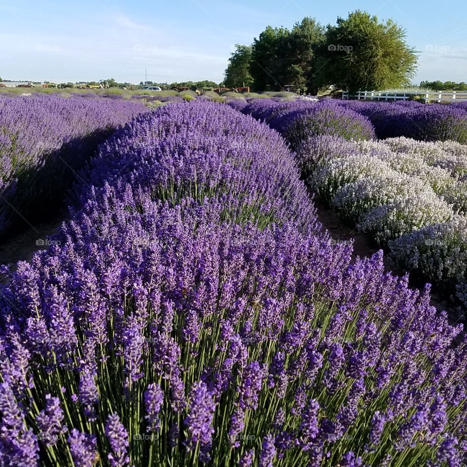 lavender rows