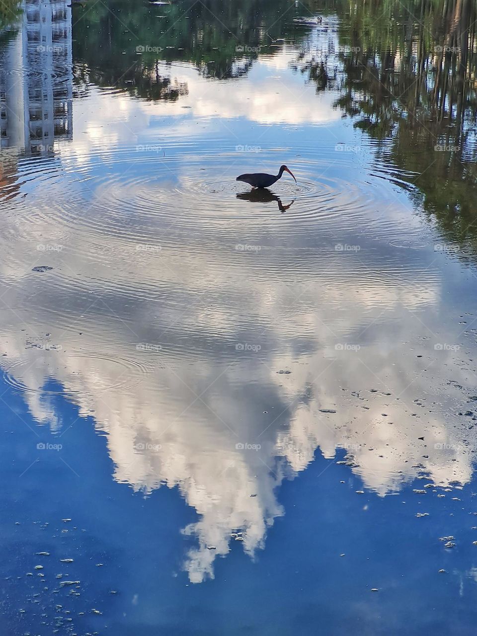 Duck reflection