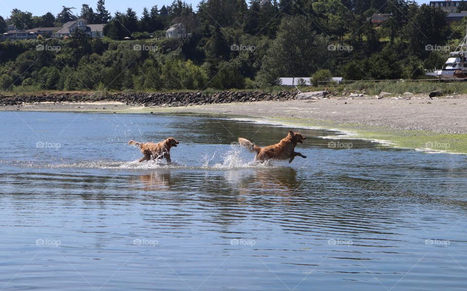 Dogs playing in the water