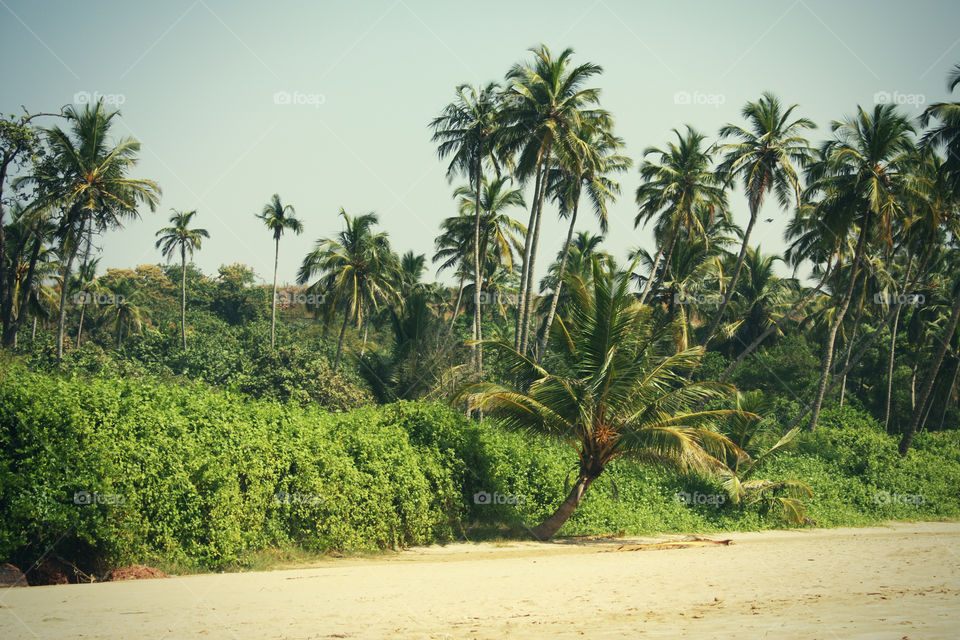 beach, sea and palm trees