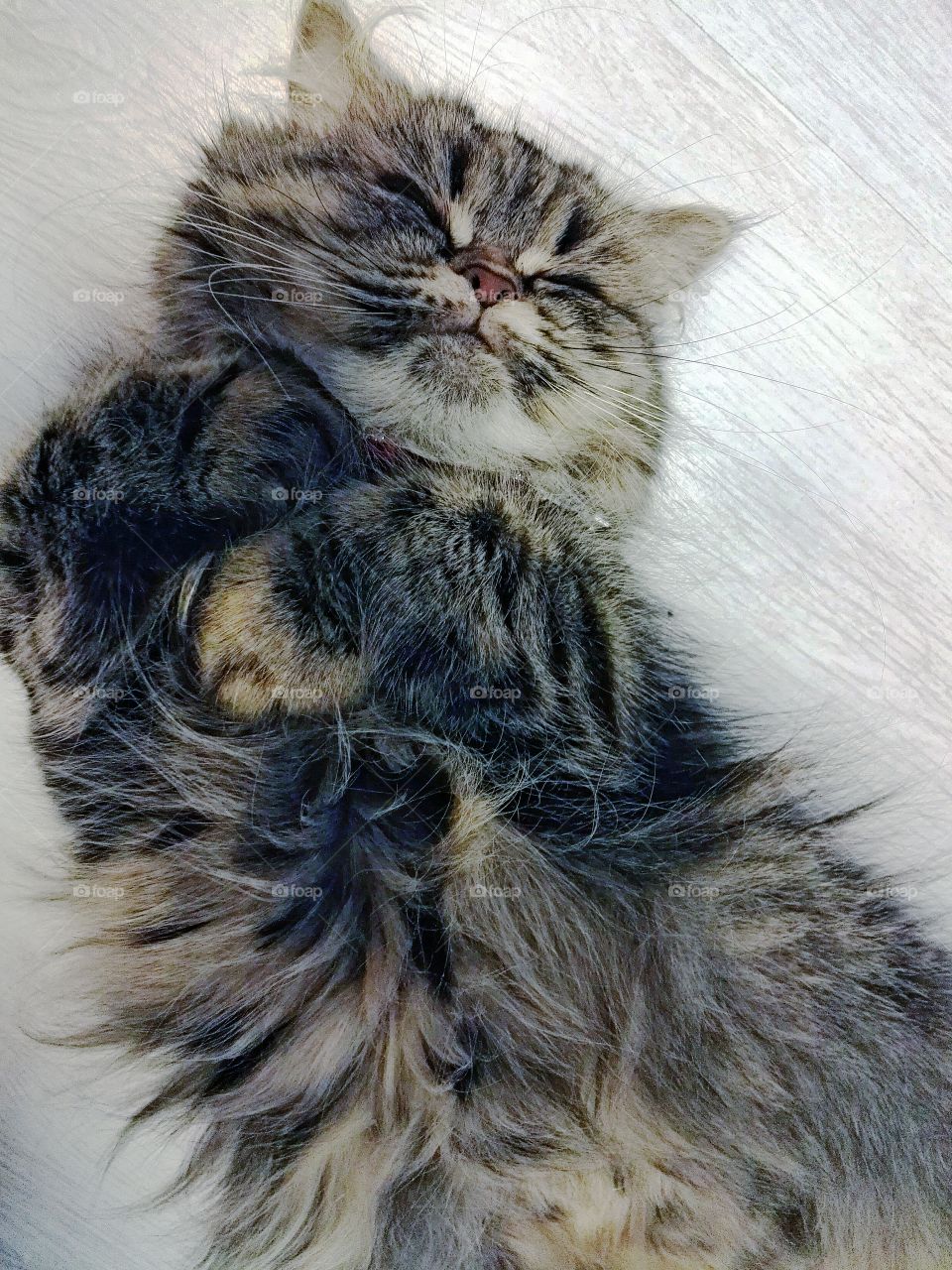 sleepy lazy sweet fluffy cat