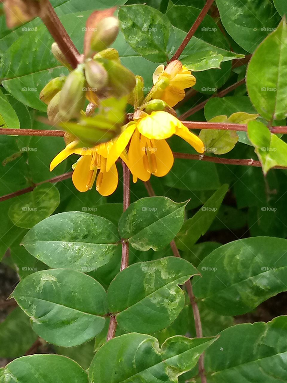 yellow and green colors are very catching to the eyes. flowers adds beauty to our environments and make us appreciate nature the more. this flower have one kind of smell or scent will I say.