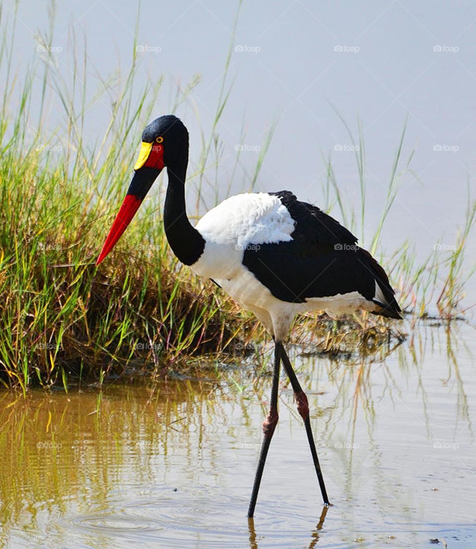 Senegal wildlife pictures